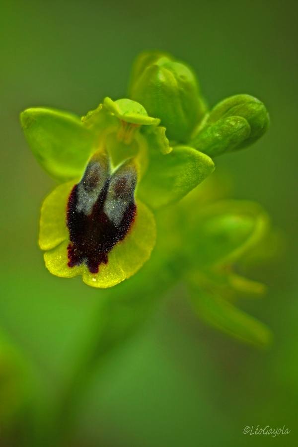 Ophrys Jaune