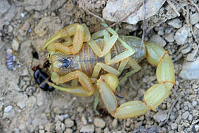 Scorpion jaune